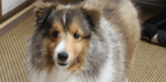 令和7年 53ヶ月 おやつ食べ過ぎ